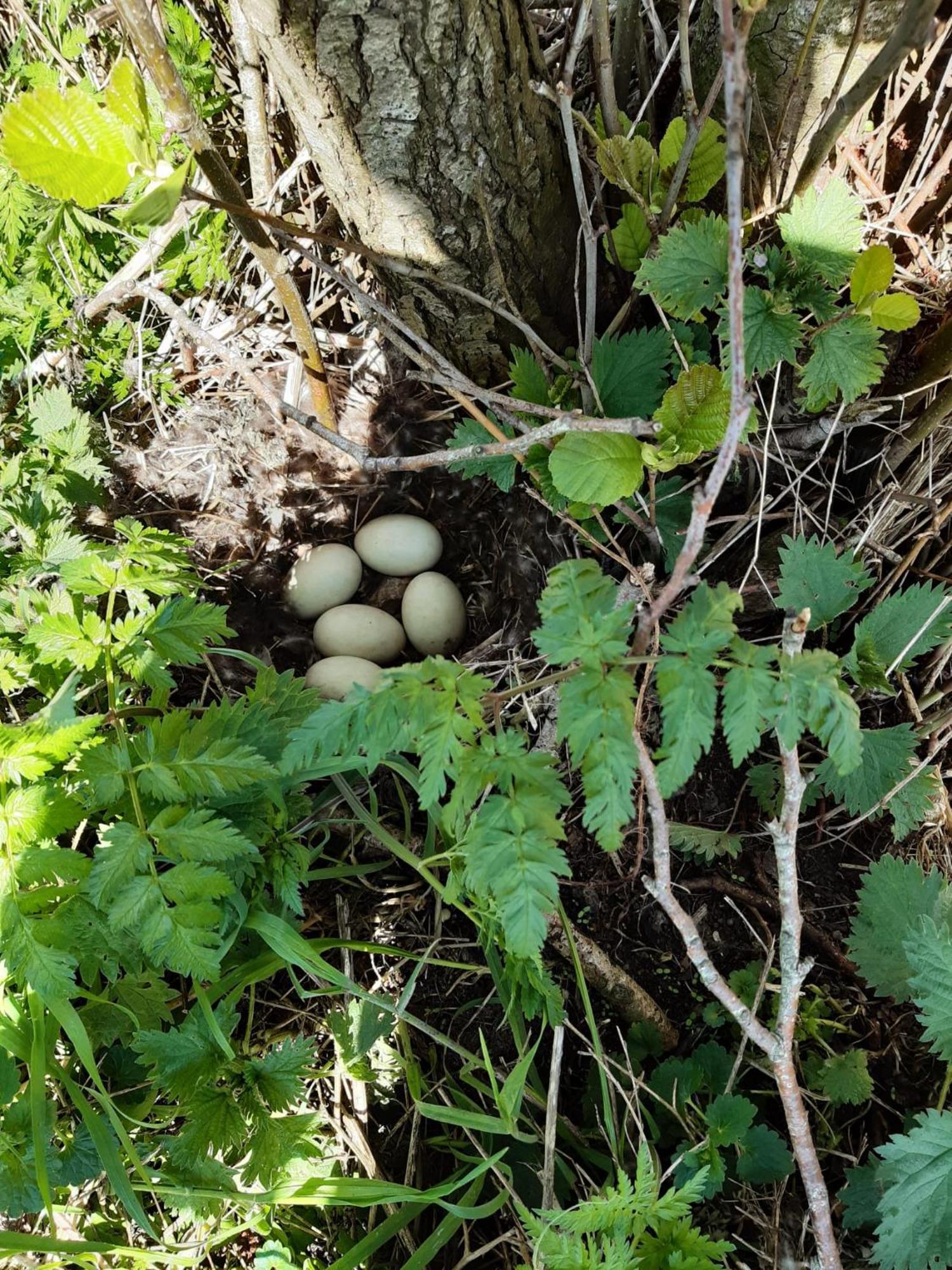B&B Weidse Blik Ingelum Engelum Buitenkant foto